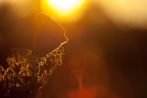 Licenide al tramonto